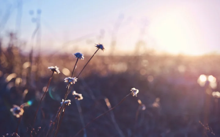 Bright flower field like the opening of the Dual Shadow Precure teaser