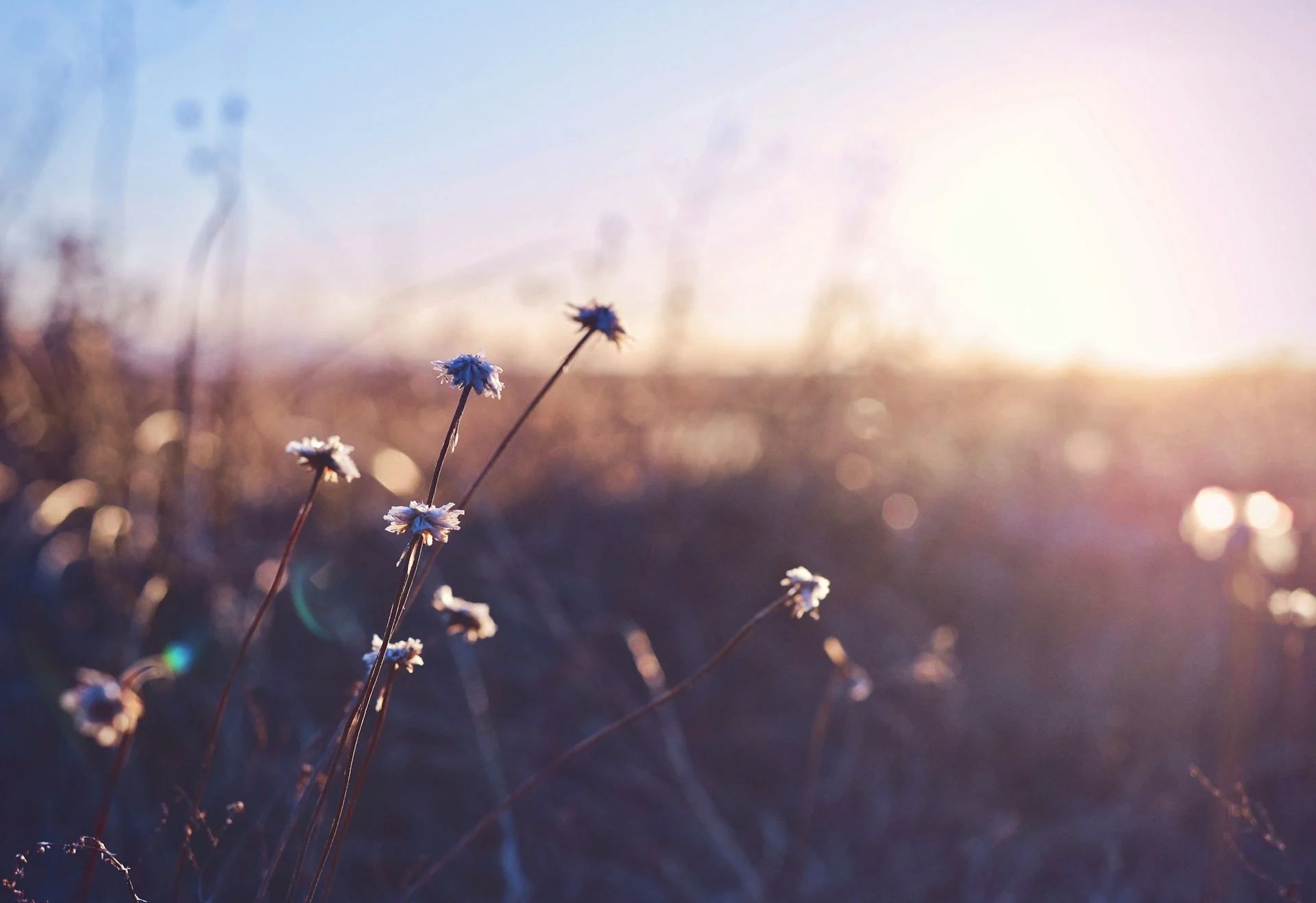Bright flower field like the opening of the Dual Shadow Precure teaser