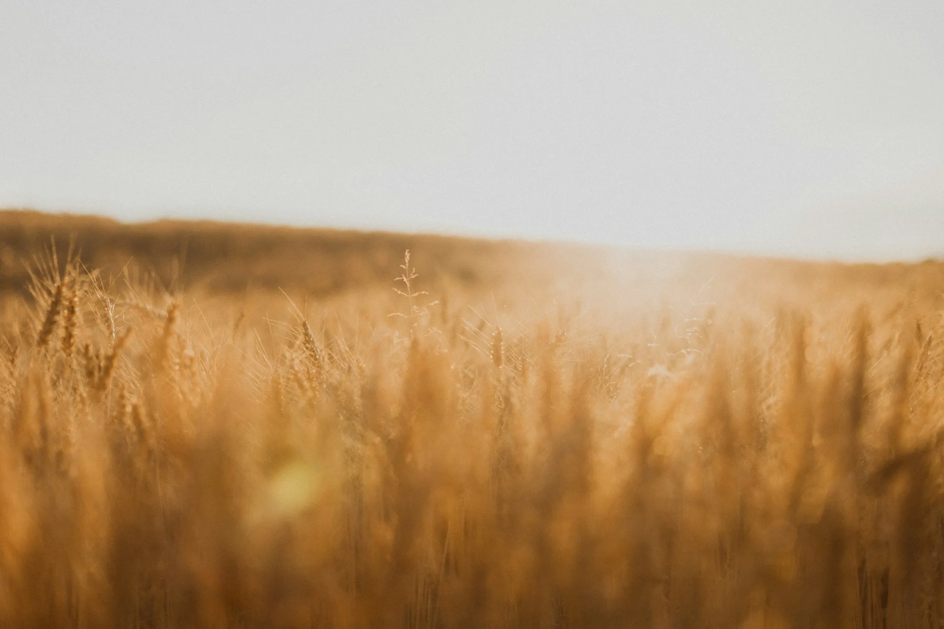 Golden wheat field ready for harvest, relevant to the Egypt wheat procurement price