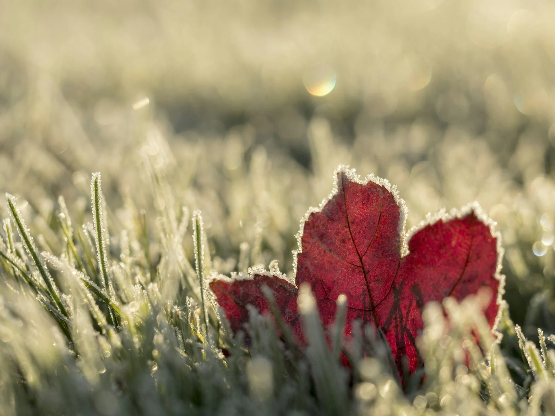 Frost's Descent: ice crystals edging a red autumn leaf in cold morning light